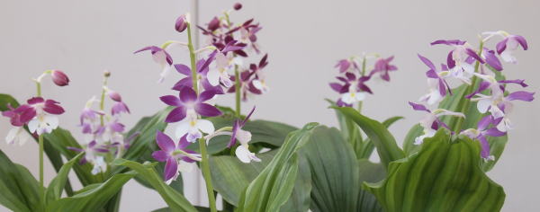 交配NO.1708：紫凰×島の輝 | コオズ・ニオイエビネの栽培・販売